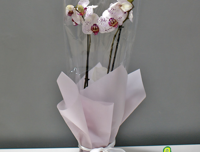 Пятнистая орхидея с 2 ветками Фото